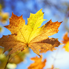 Naklejka na ściany i meble Yellowed maple leaf, autumn background