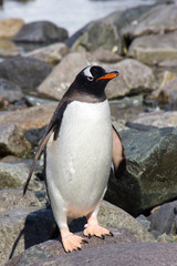 Naklejka premium Penguins in Antartica