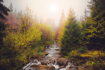 Fototapeta na wymiar Mountain river and golden forest in foggy day