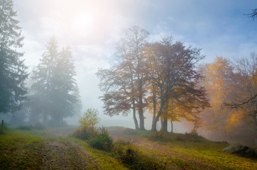 Obraz na płótnie Canvas Golden forest with fog and warm light