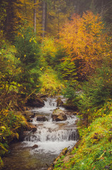 Mountain river and golden forest in foggy day