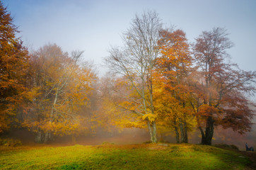 Golden forest with fog and warm light