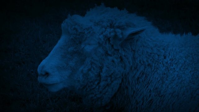 Sheep Chewing Grass In Field At Night