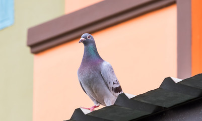 homing pigeon standing on home roof