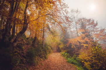 Obraz premium Road through a golden foggy forest