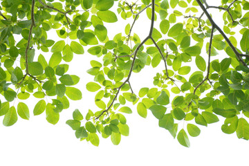 Green leaves on a white background