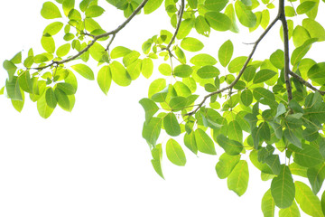 Green leaves on a white background