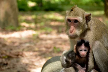 Photo sur Plexiglas Singe Singe singe étreignant bébé singe