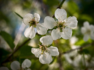 Cherry flowering