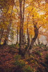 Fototapeta na wymiar Golden forest with fog and warm light
