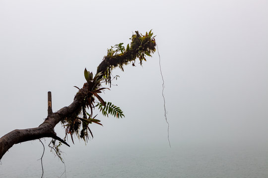 Fototapeta Tree branch at foggy volcano lake