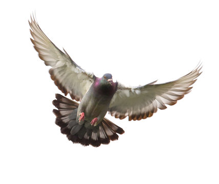 action of homing pigeon bird approaching to landing on ground isolated white