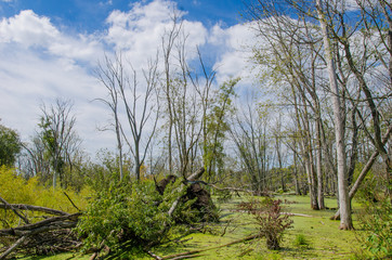 Swamp and trees on a sunny day