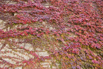 Old grey stone wall with red autumn branches