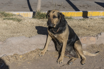 CACHORRO DE RUA 