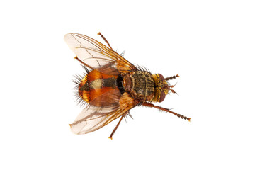 Fly on a white background