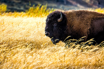 Grassland Buffalo