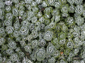 Tiny Green Flowers Up Close