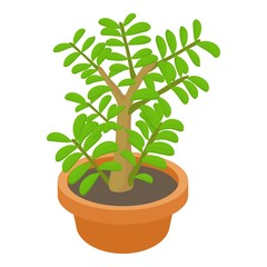 Crassula succulent plant icon, cartoon style
