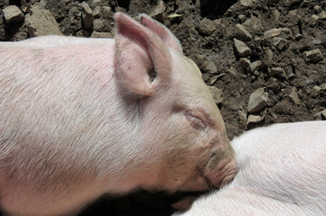 Piglet in pig farm