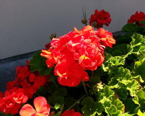 Red Orange Flowers