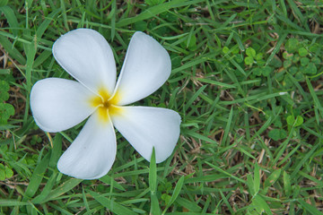 Plumeria fall Lawn