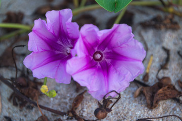 Sea morning glory (Ipomoea)