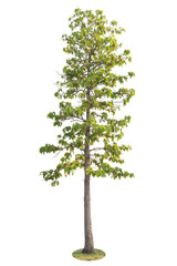 Tree Isolated on white background, Object element for design. Clipping path