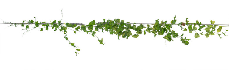 Plants ivy,  Wild climbing vine on electric wire on white background, clipping path.