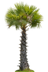 Fototapeta na wymiar Tree sugar palm isolated on white background