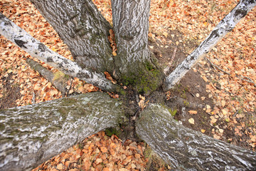 The autumn birch trees and leaves