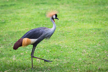 Obraz premium gray-crowned crane.