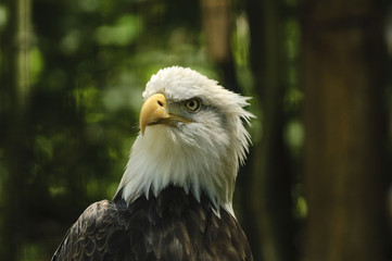 Alert Bald Eagle