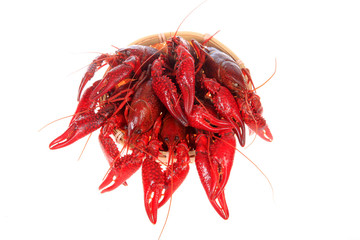 Crawfish, white background, close-up