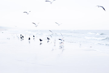 beach - driftwood