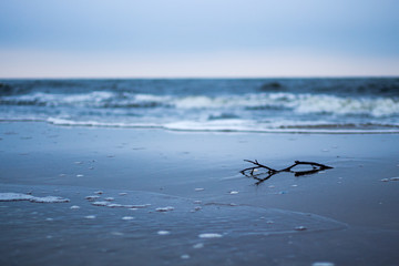 beach - driftwood