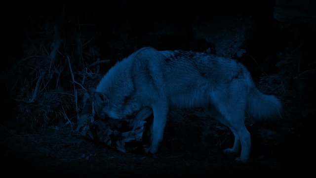 Wolves Scavenging Through Trash At Night