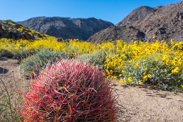 California Barrel Cactus Welcomes Spring and Bristlebush Blooms
