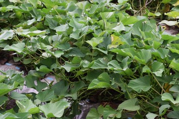 サツマイモ栽培