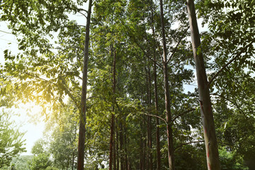 Forest