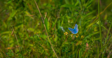 Adonis Blue butterfly on a flower