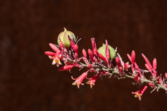 Closeup Of Red Yucca Flowers Aka False Yucca Or Hummingbird Yucca W/seed Pod, Great Example Of Drought Tolerant W/ Summer Blooms For A Xeriscape Summer Garden, A Vivid Desert  Wildflower