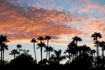 Southern California Palm Tree Sunset 3