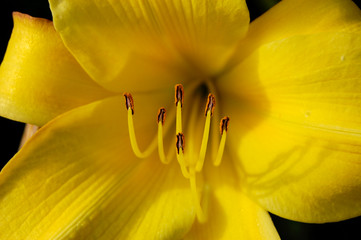 Yellow Flower Close-Up