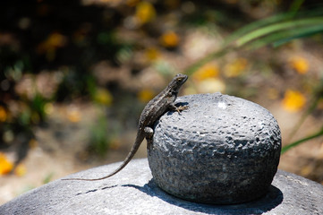 Lizard on a Stone