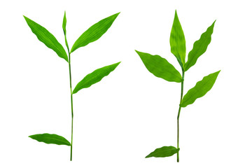 young leaves