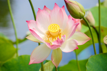 White and Pink Lotus Flower Blossom