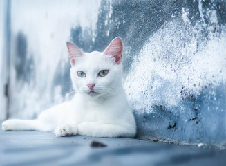 chat yeux vairon