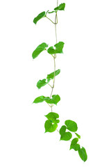 vine plants