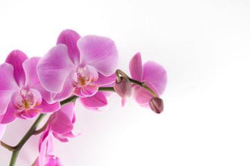 Fototapeta na wymiar Pink Orchid on White Background in Horizontal
